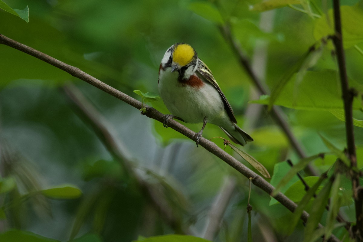 Chestnut-sided Warbler - ML620079124