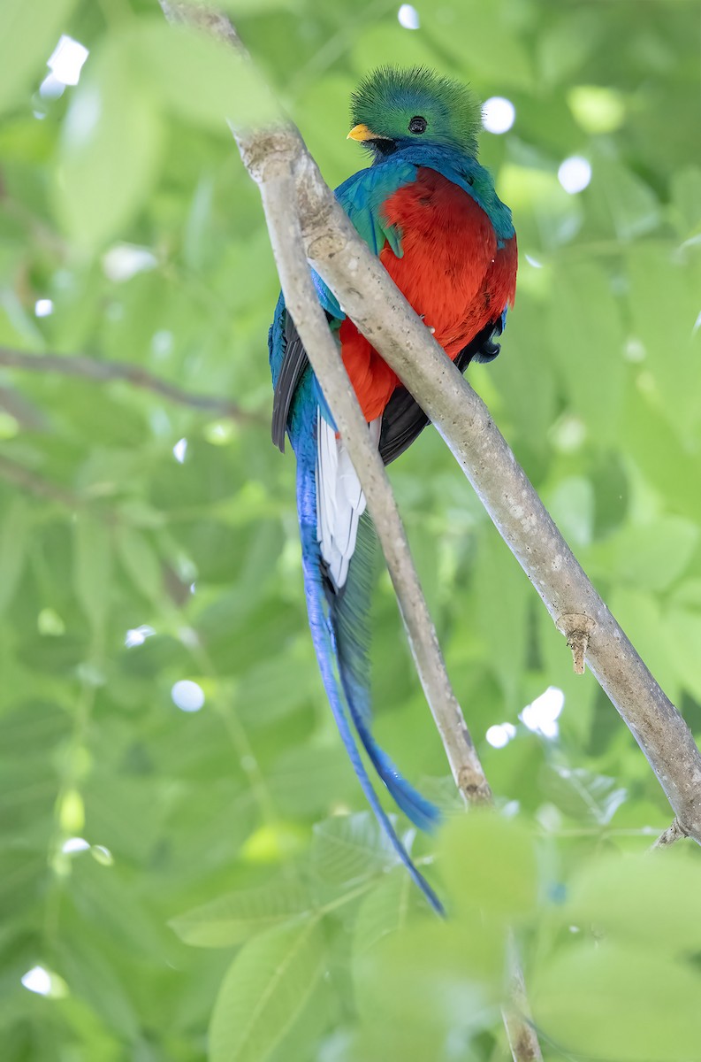 Quetzal resplendissant - ML620079160