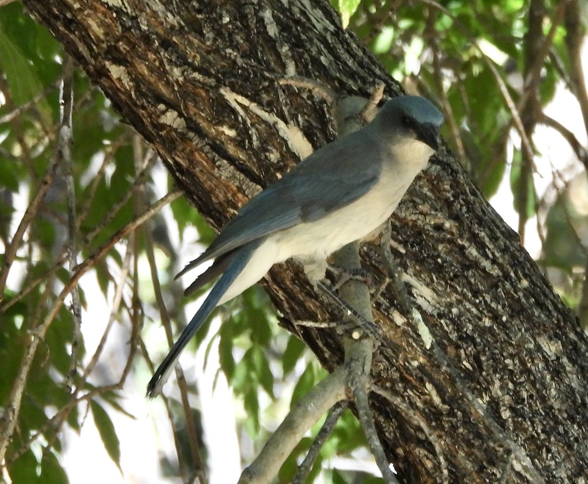 Mexican Jay - ML620079161