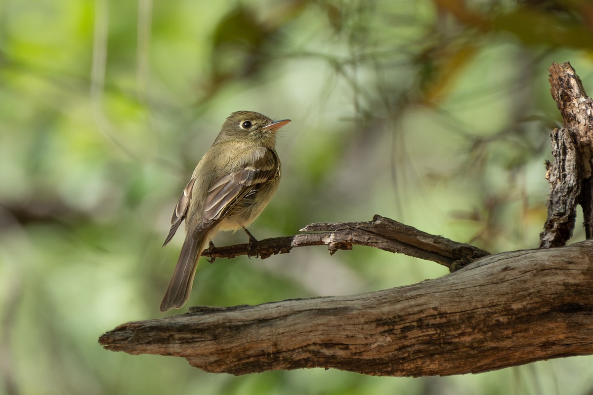 Western Flycatcher (Cordilleran) - ML620079175