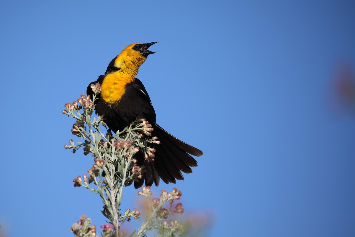 Yellow-headed Blackbird - ML620079201