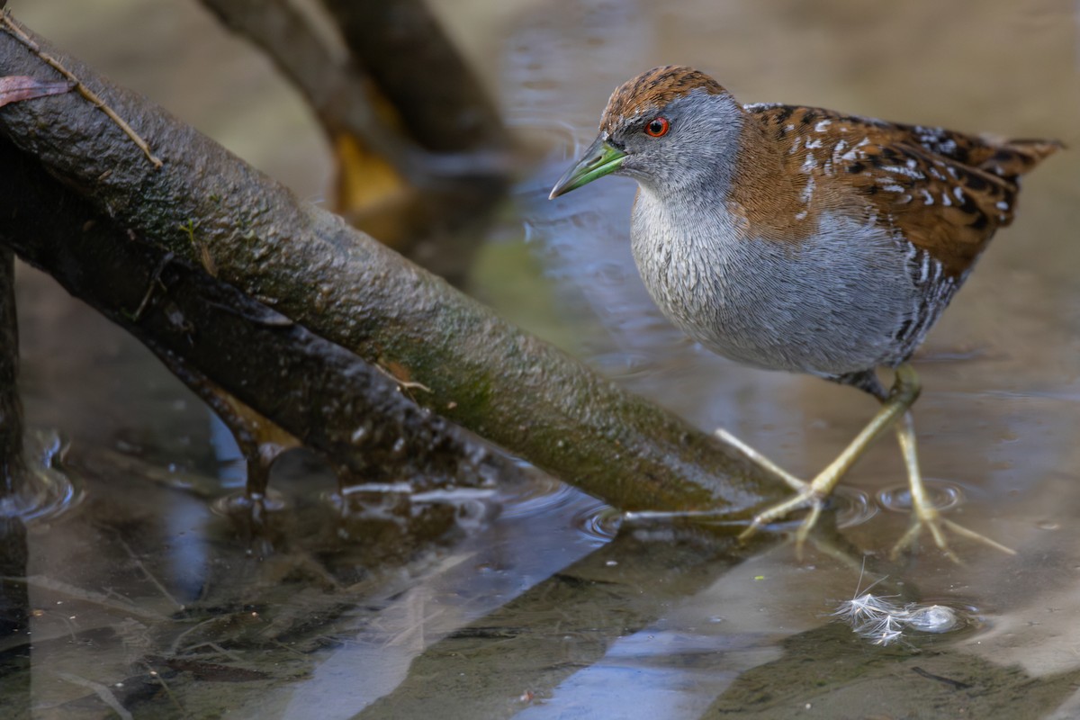 Baillon's Crake - ML620079203