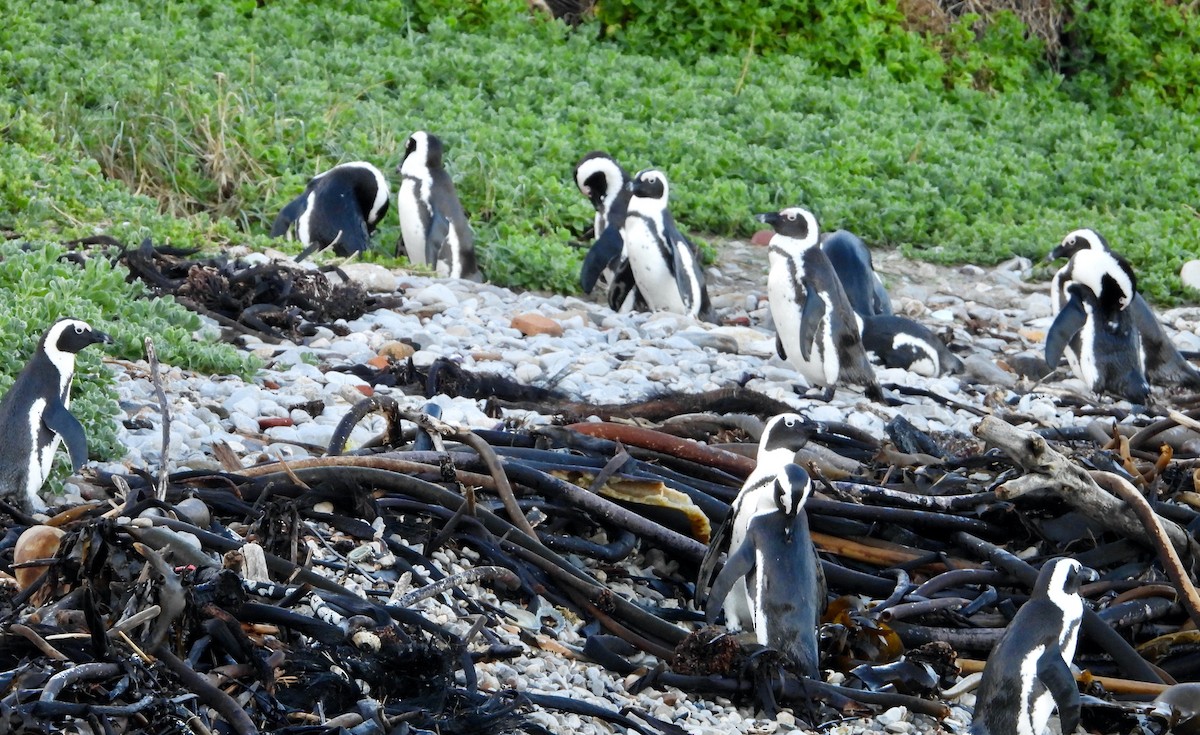 African Penguin - ML620079213