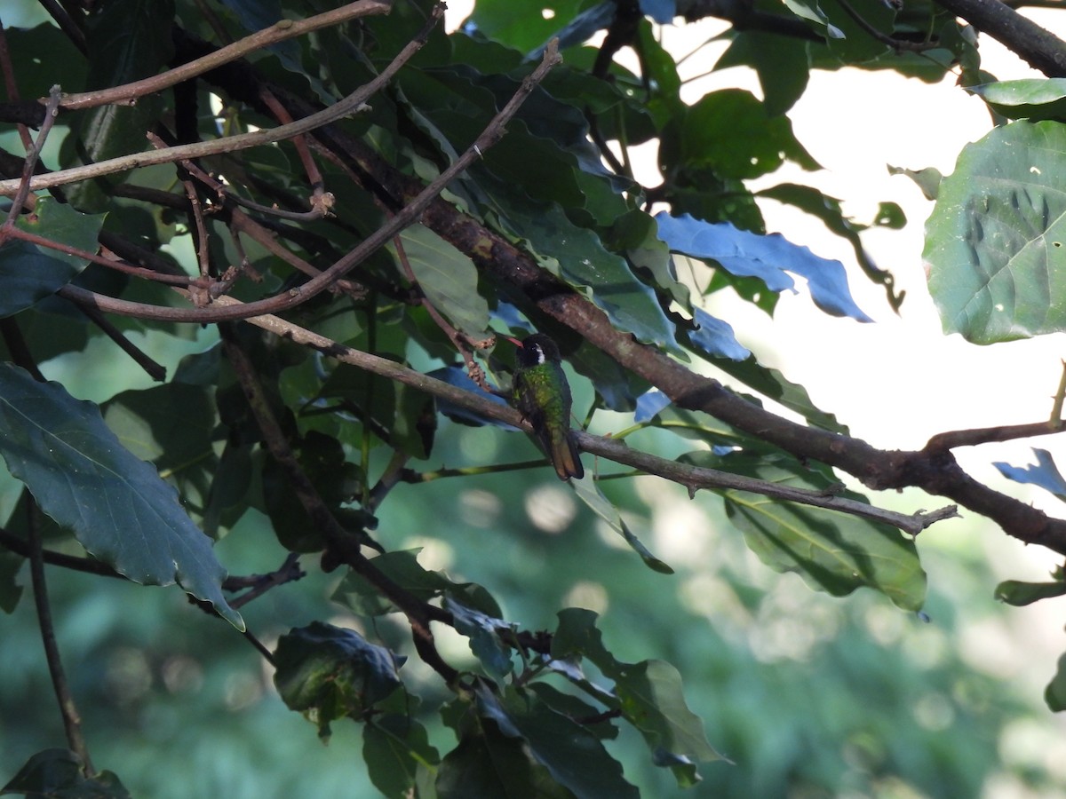 White-eared Hummingbird - ML620079215