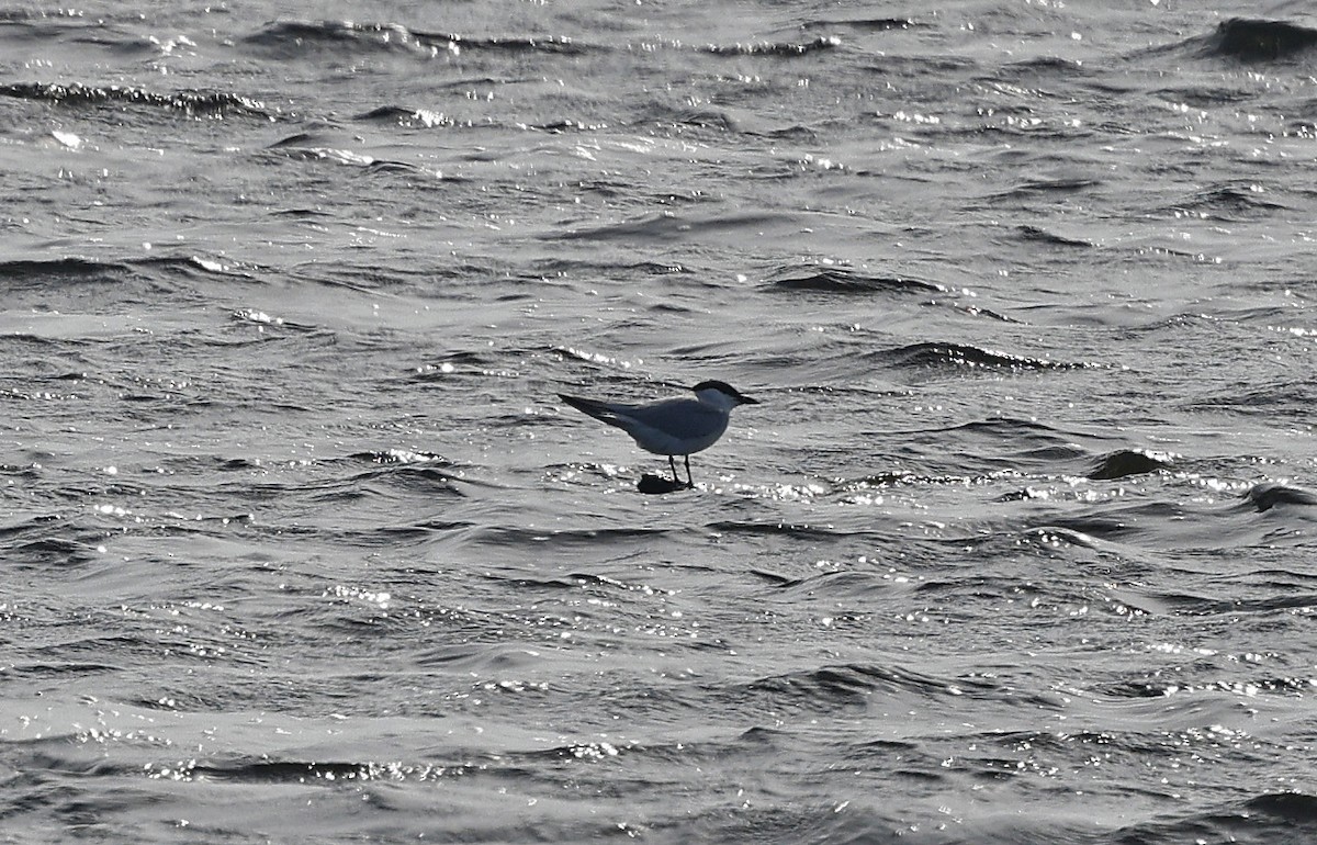 Gull-billed Tern - ML620079230