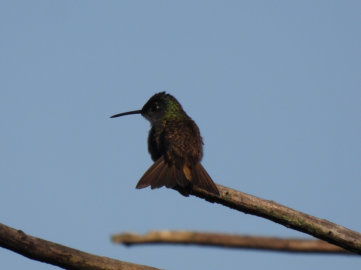 Azure-crowned Hummingbird - ML620079232