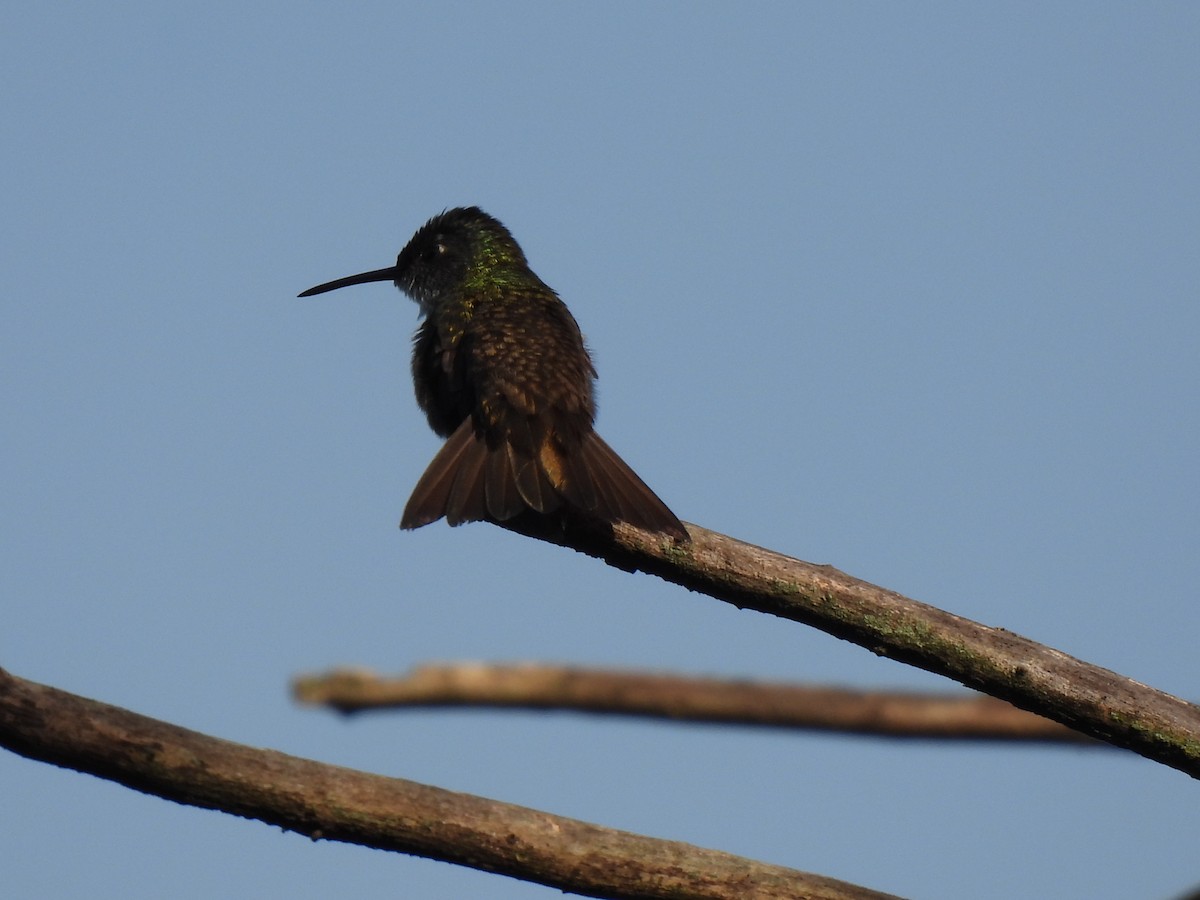 Azure-crowned Hummingbird - ML620079233