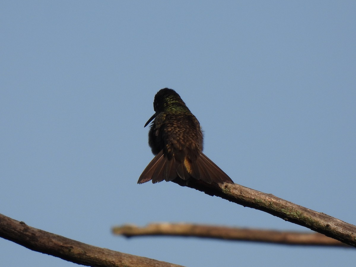 Azure-crowned Hummingbird - ML620079234