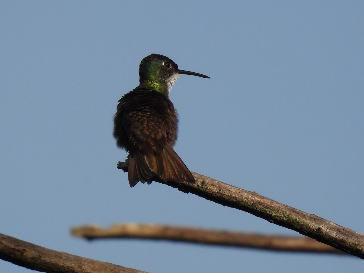 Azure-crowned Hummingbird - ML620079235