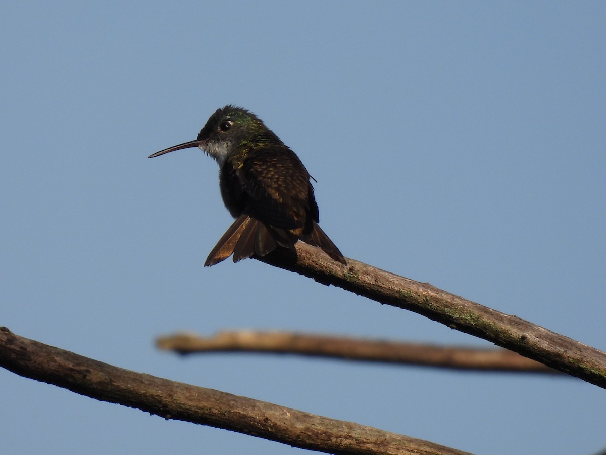 Azure-crowned Hummingbird - ML620079236
