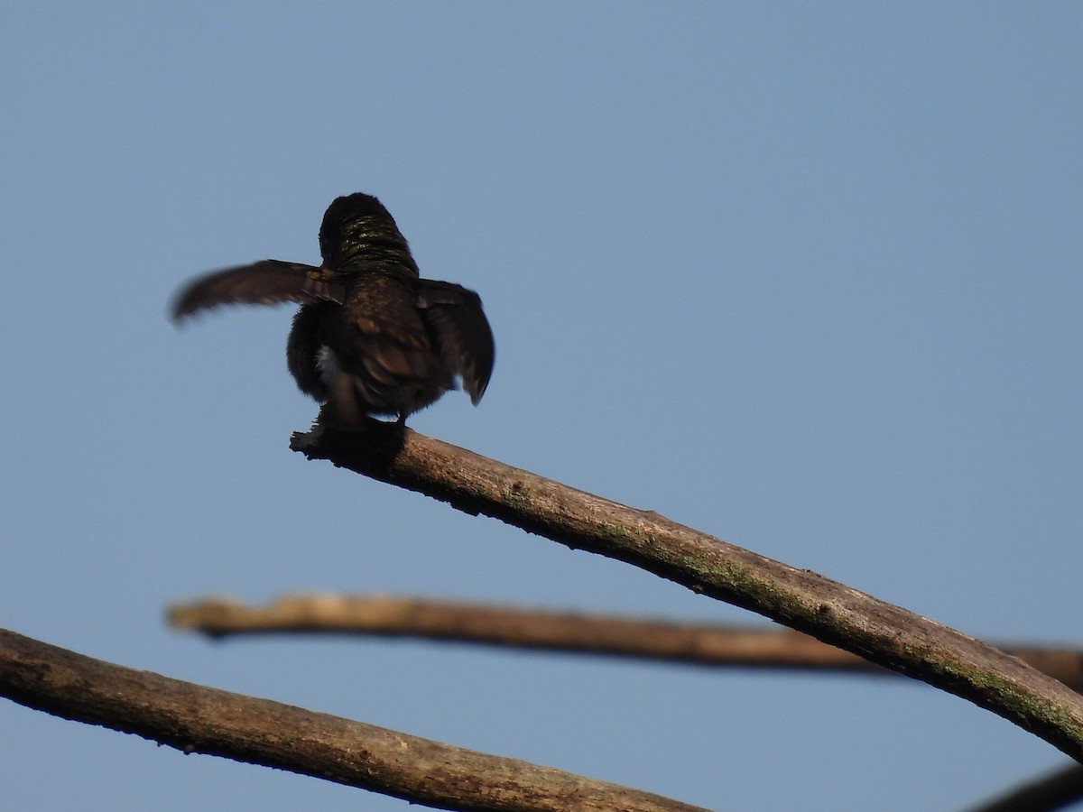 Azure-crowned Hummingbird - ML620079237