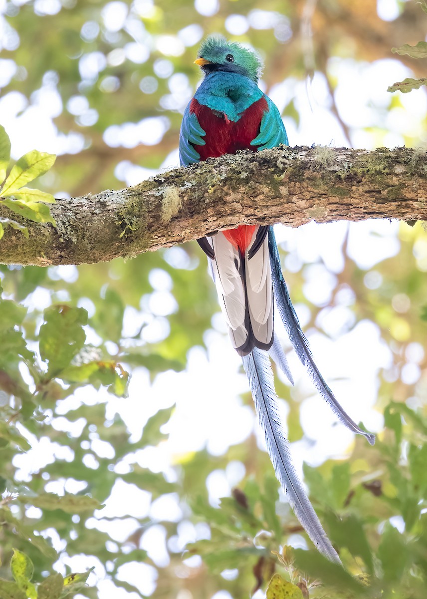 Quetzal Guatemalteco - ML620079240