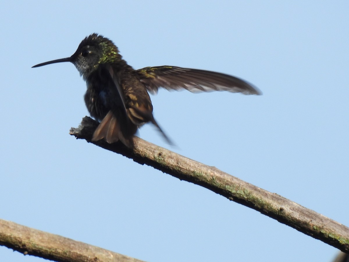kolibřík azurovotemenný - ML620079243