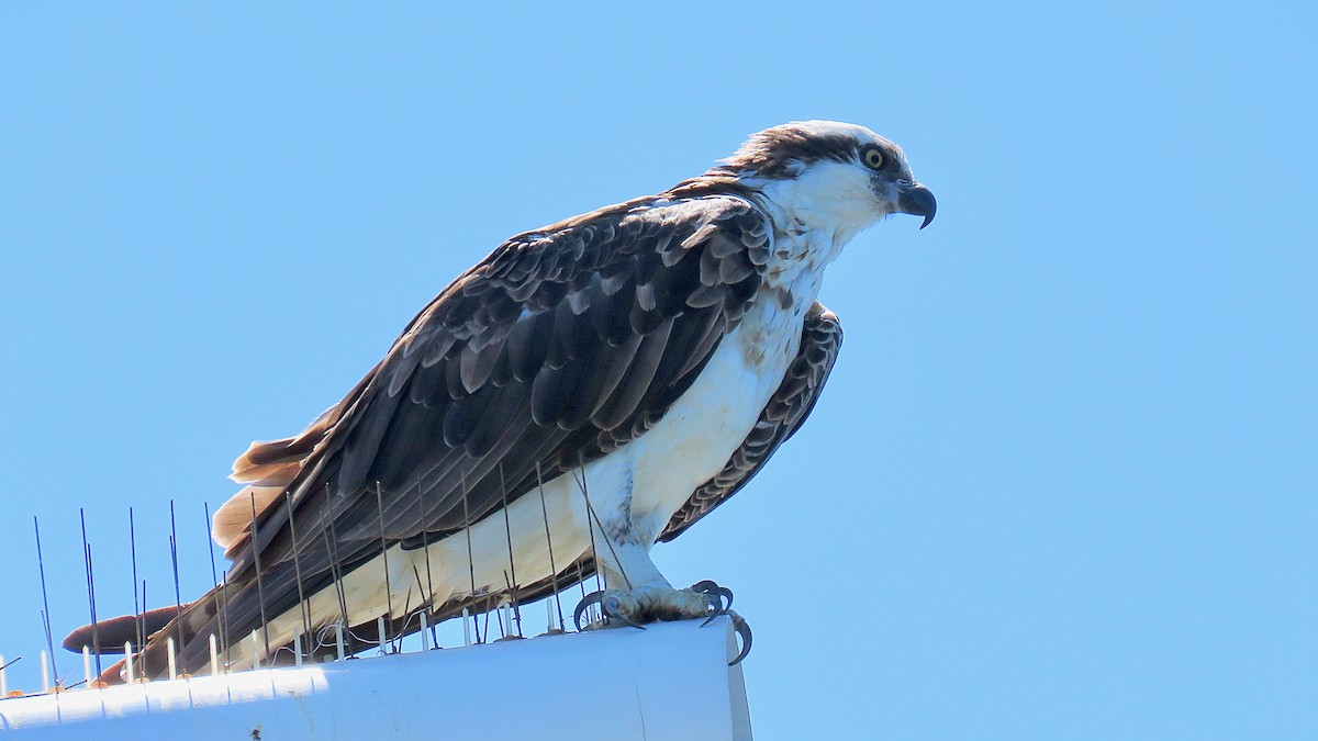 Osprey - ML620079247