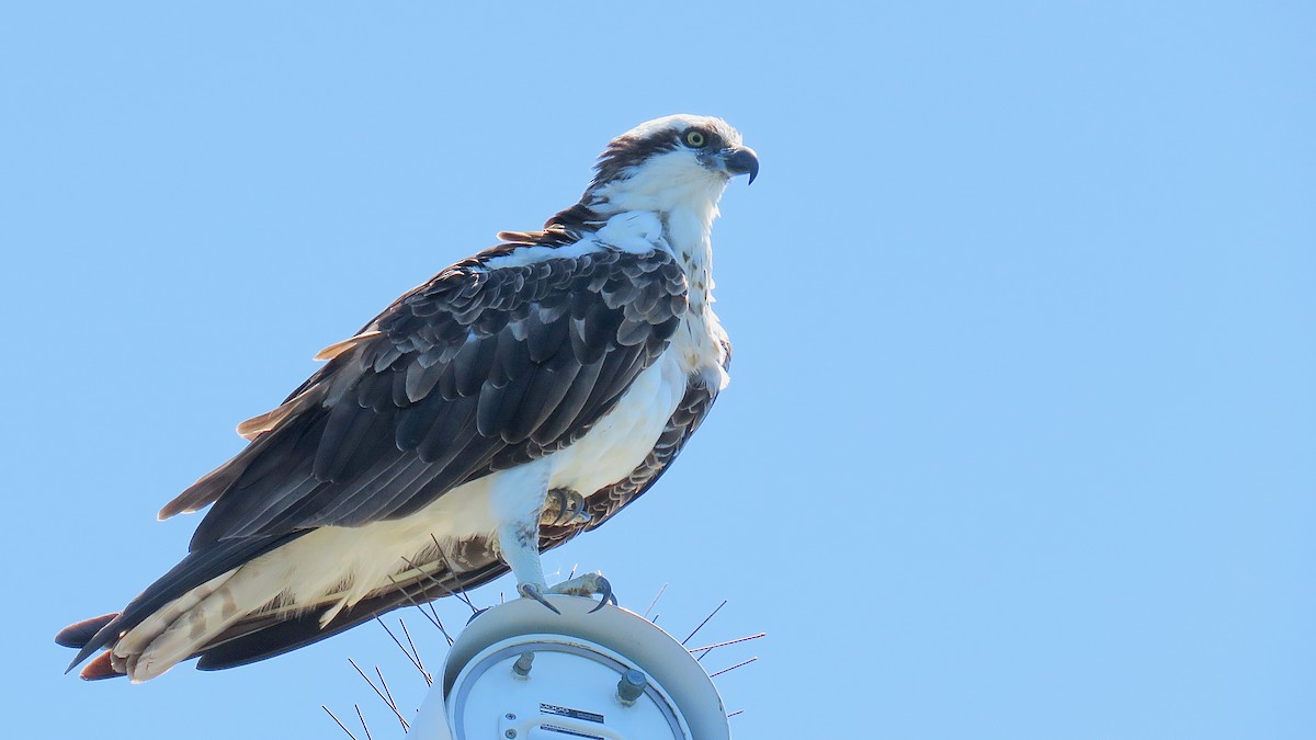 Osprey - ML620079249