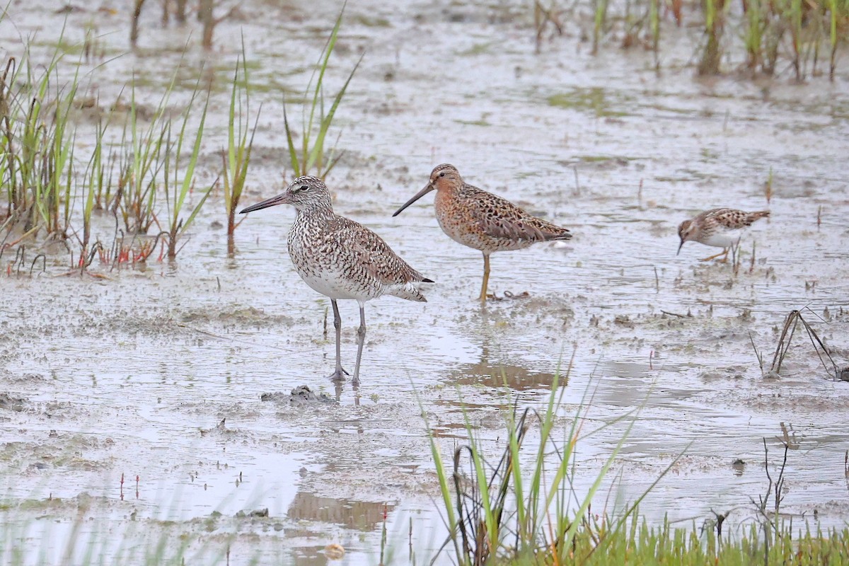 vodouš břehoušovitý (ssp. semipalmata) - ML620079253