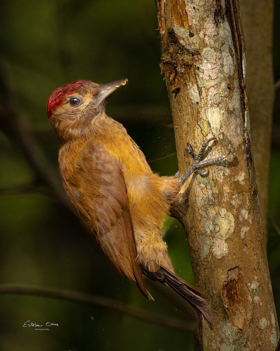 Smoky-brown Woodpecker - ML620079257