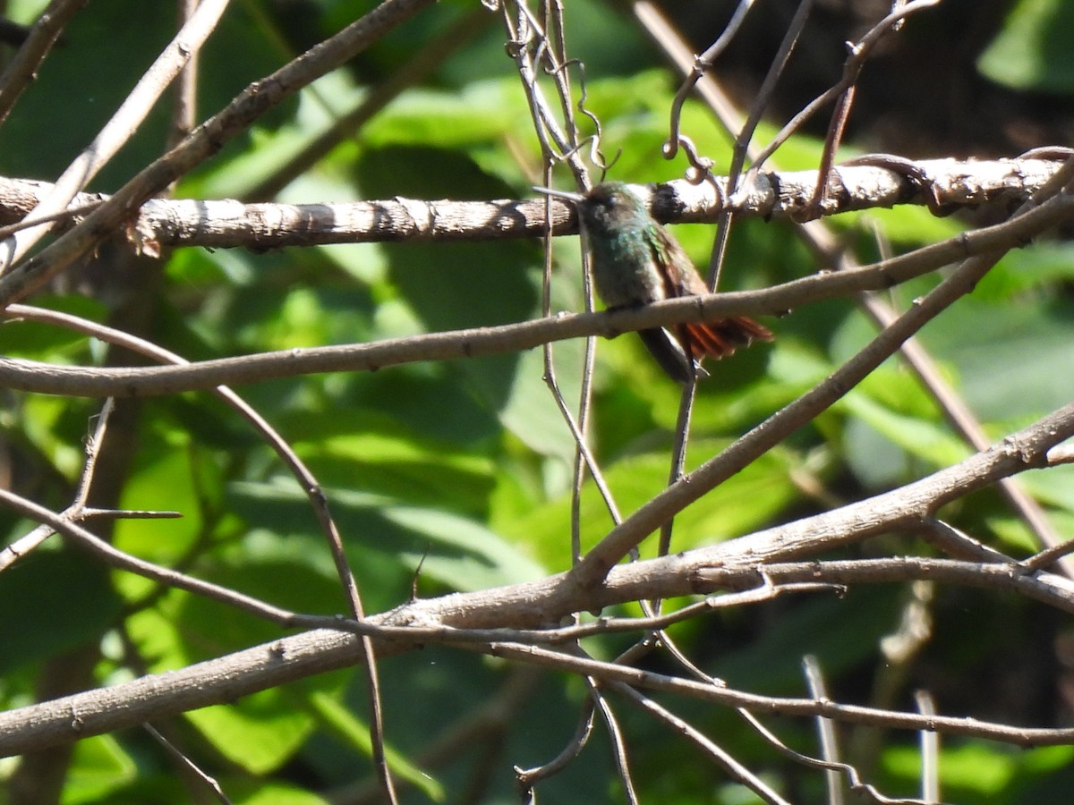 Berylline Hummingbird - ML620079259