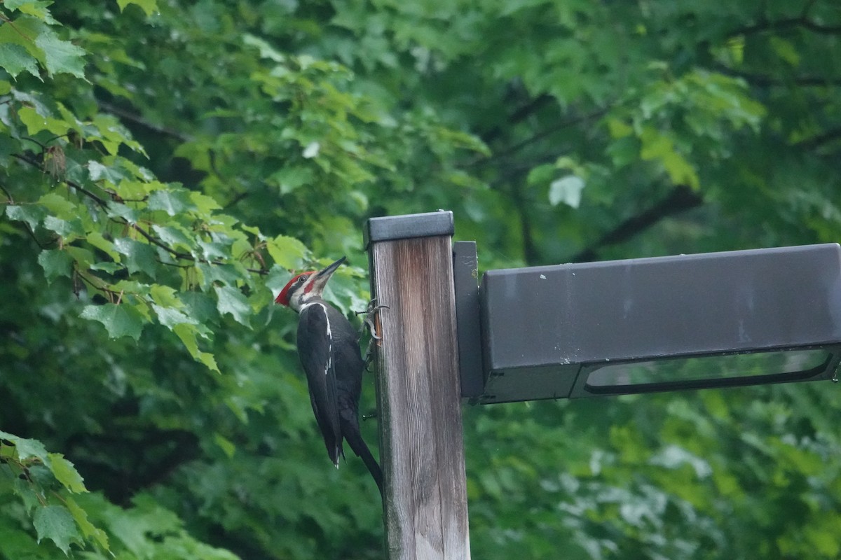 Pileated Woodpecker - ML620079260