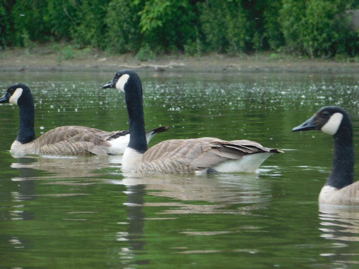 Canada Goose - ML620079270