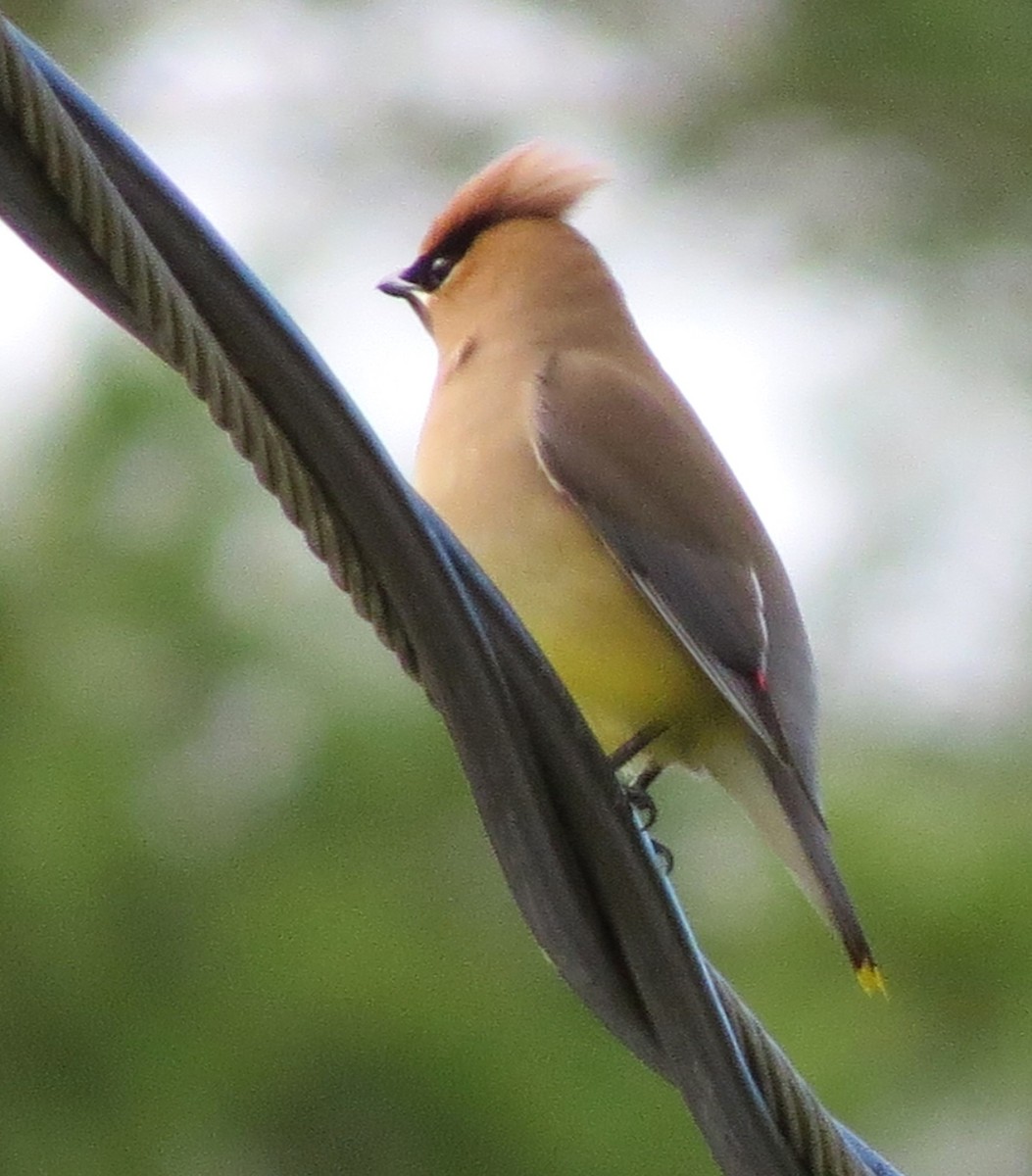 Cedar Waxwing - ML620079272