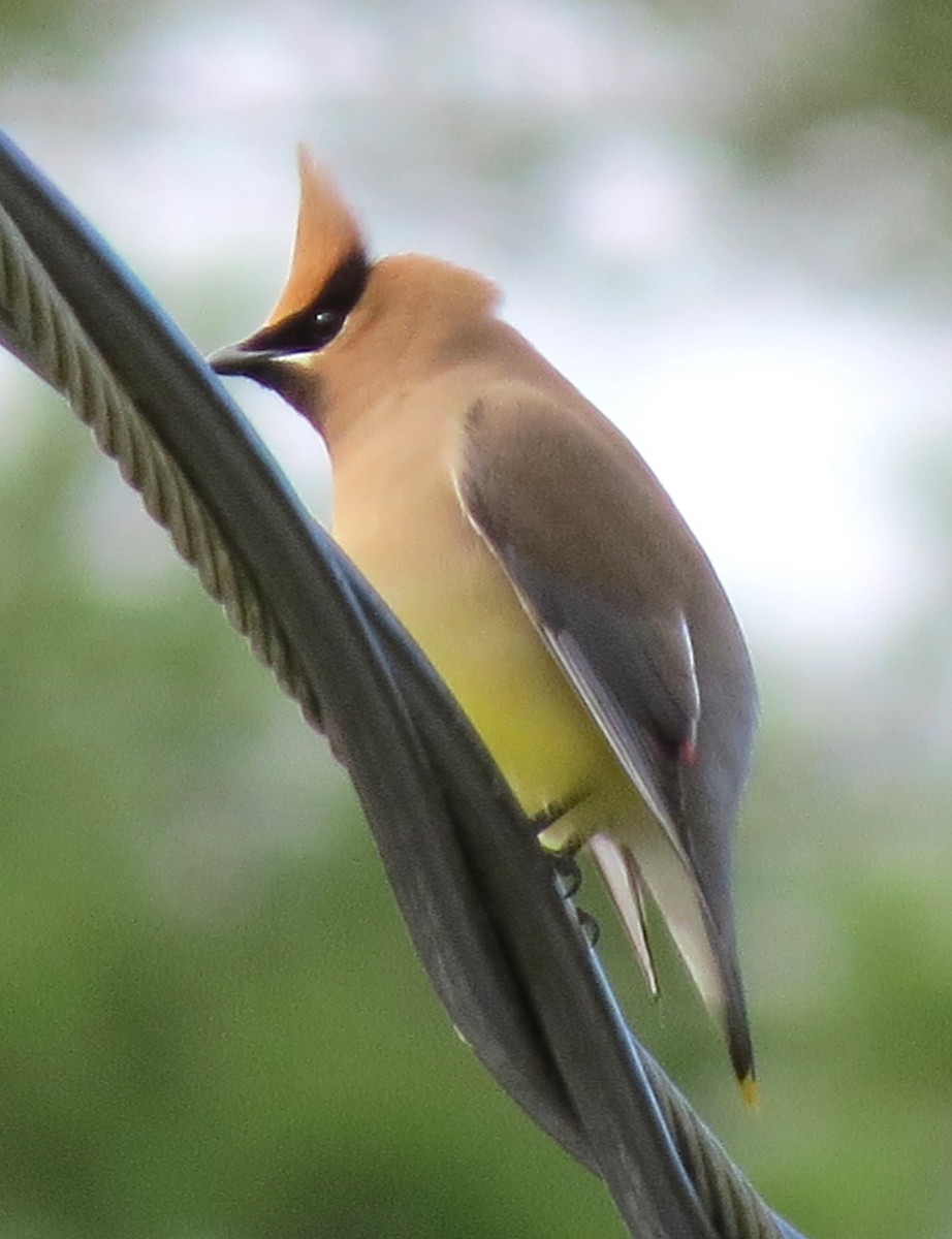 Cedar Waxwing - ML620079275