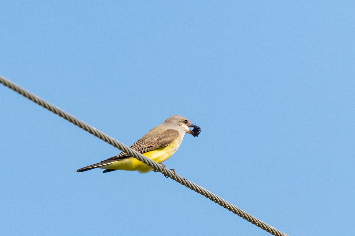 Western Kingbird - ML620079283