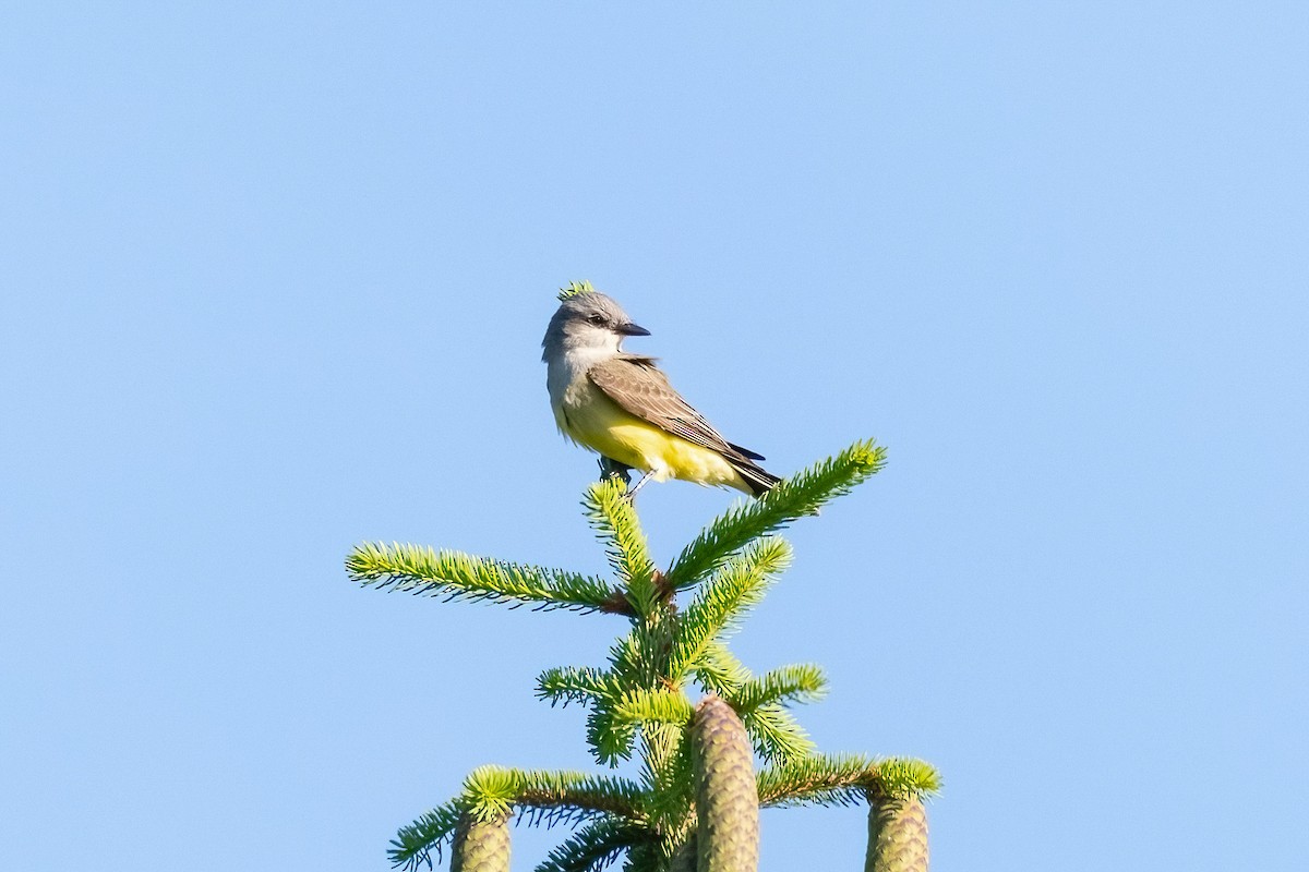 Western Kingbird - ML620079284