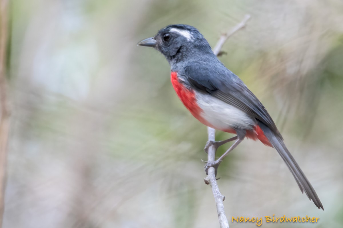 Gray-throated Chat - ML620079292