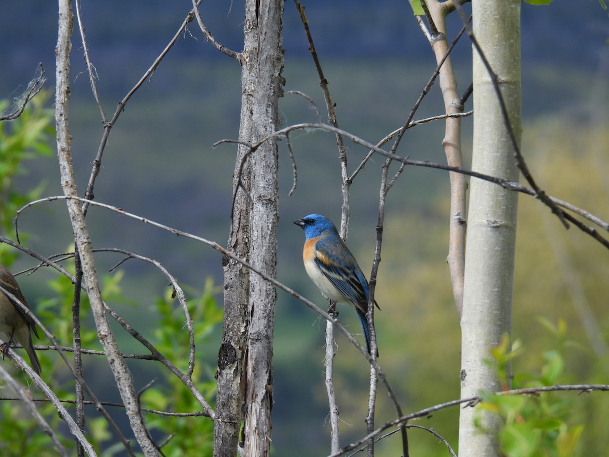 Lazuli Bunting - ML620079302