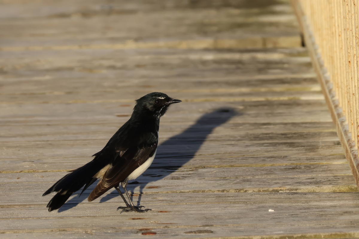 Willie-wagtail - ML620079332