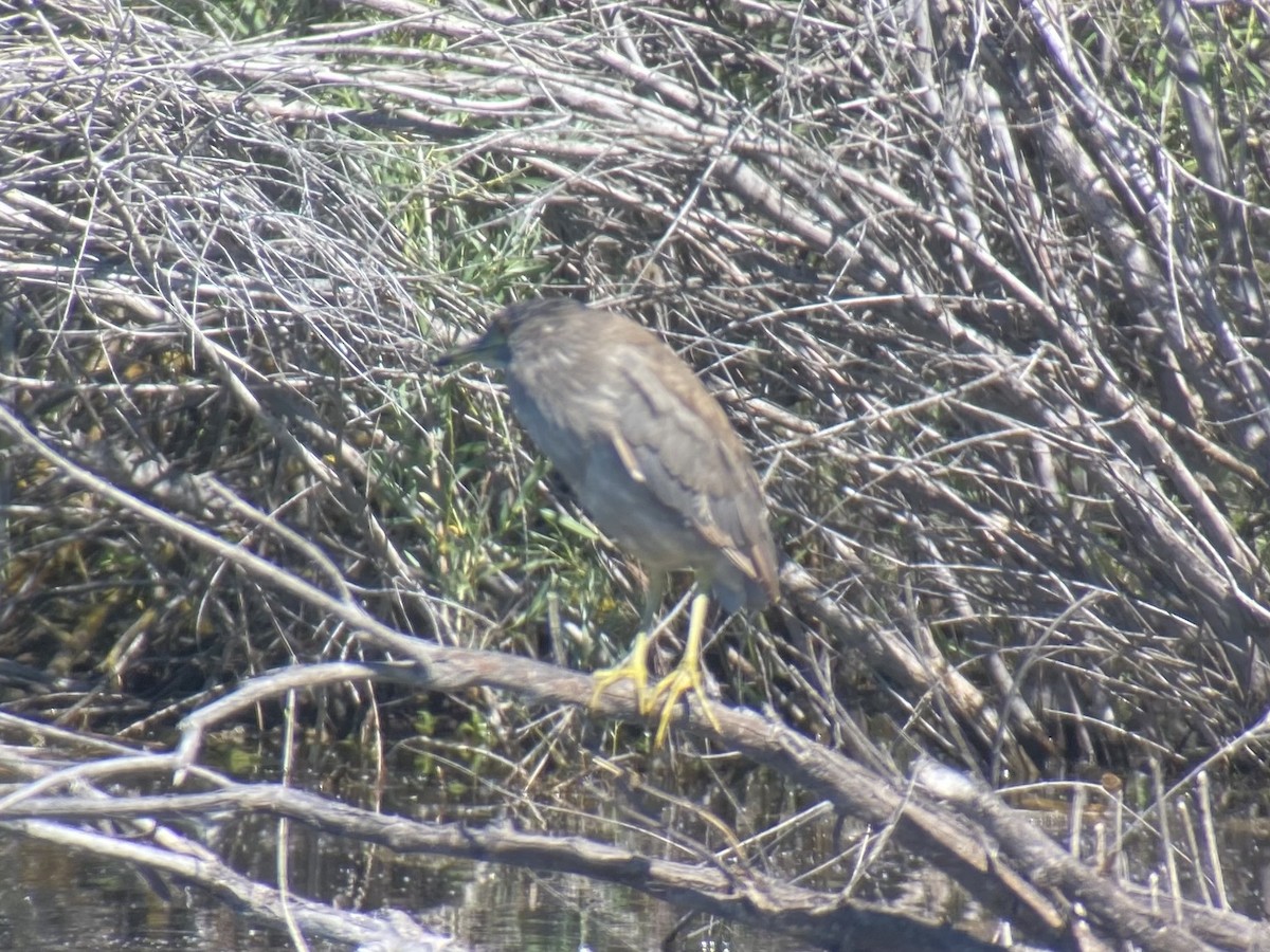 Black-crowned Night Heron - ML620079345