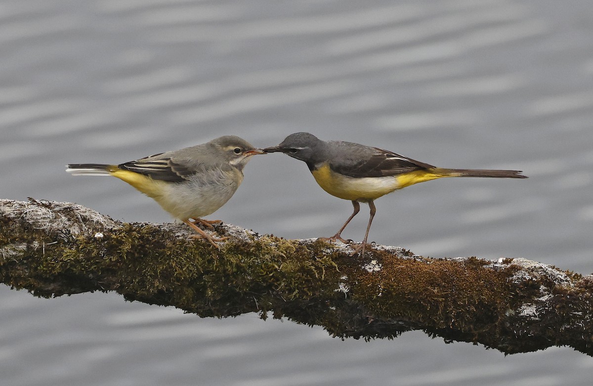 Gray Wagtail - ML620079388