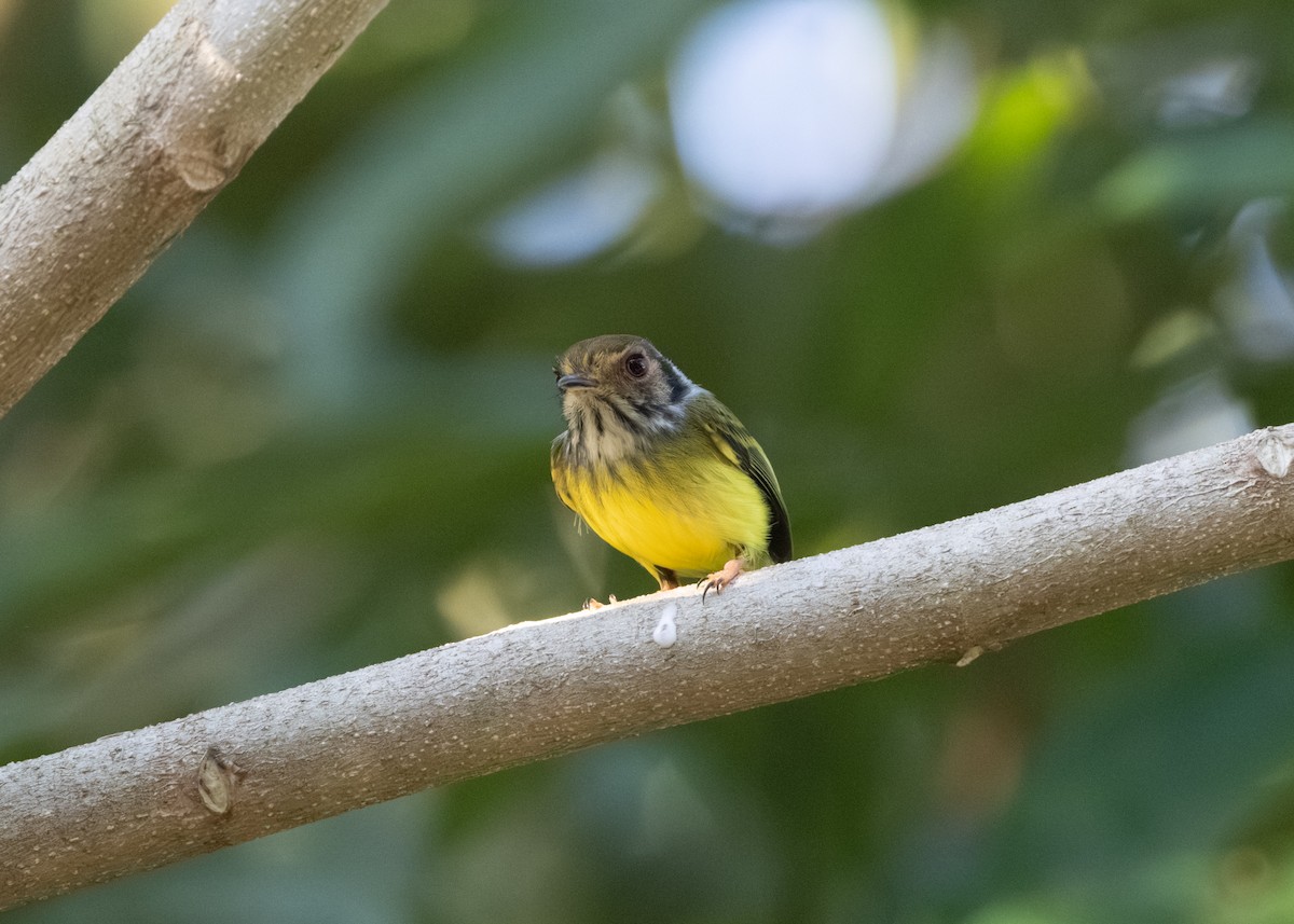 Eared Pygmy-Tyrant - Silvia Faustino Linhares