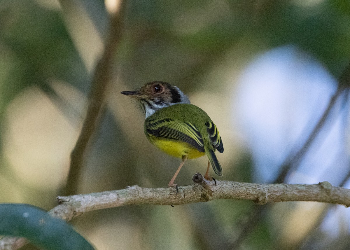 Eared Pygmy-Tyrant - ML620079408