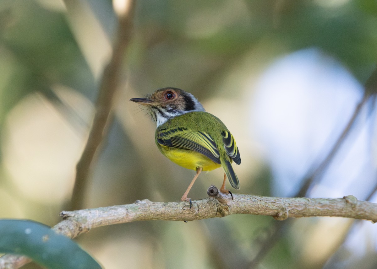 Eared Pygmy-Tyrant - Silvia Faustino Linhares