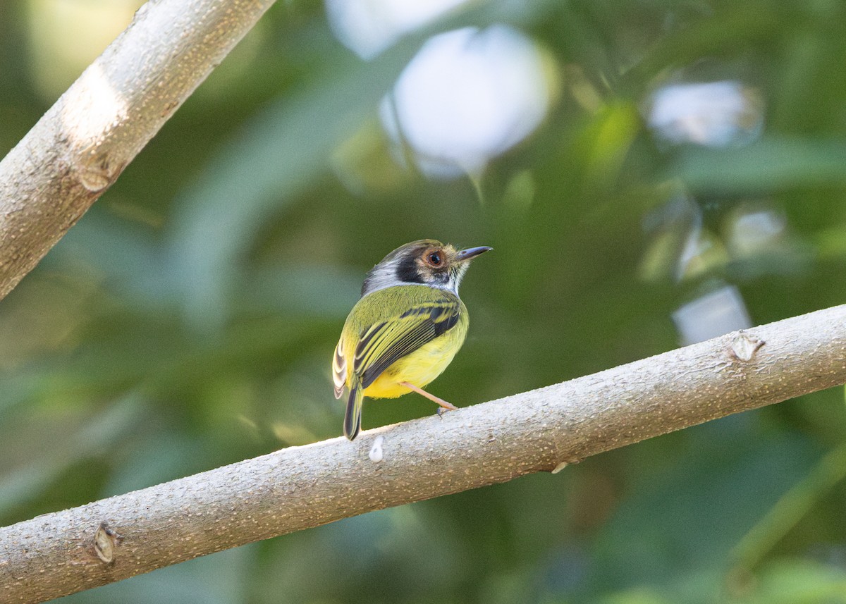 Eared Pygmy-Tyrant - ML620079414