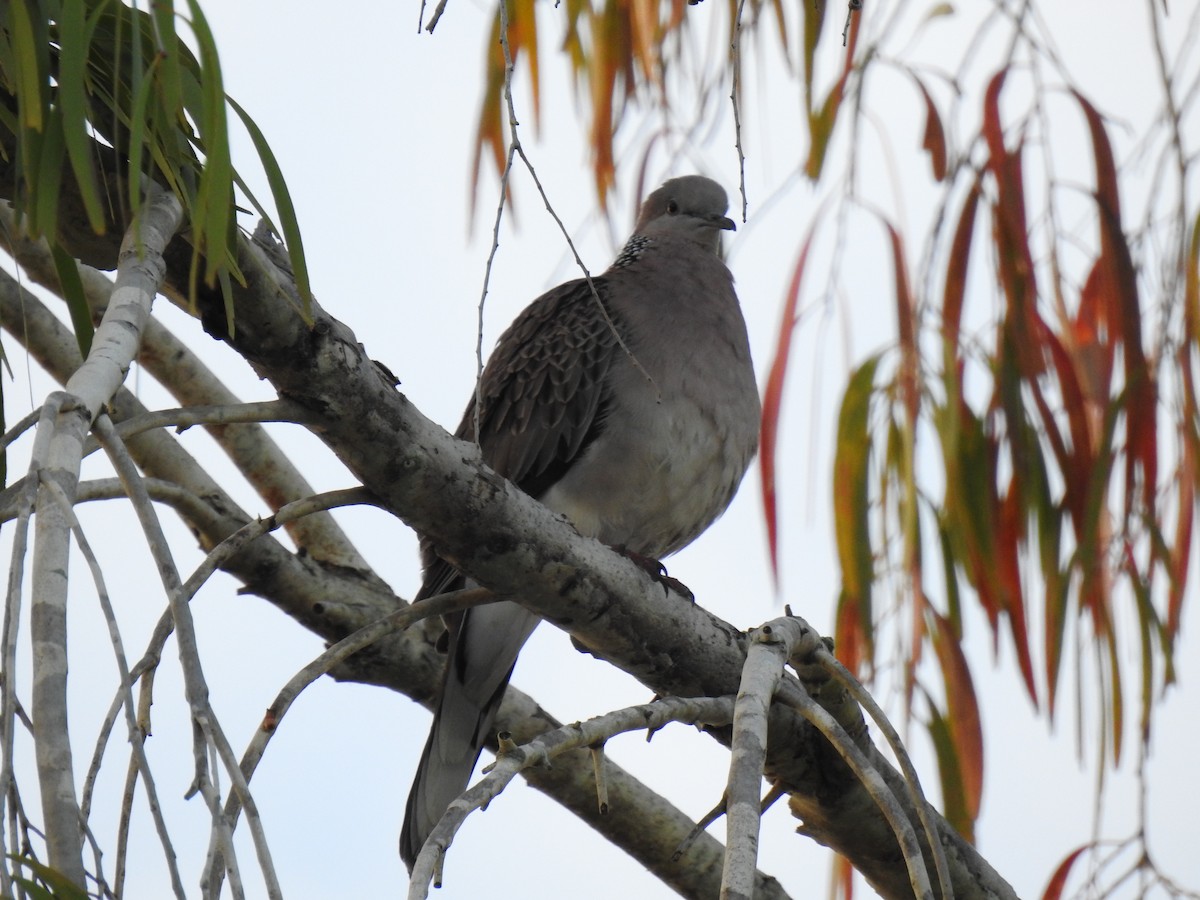 Spotted Dove - ML620079416