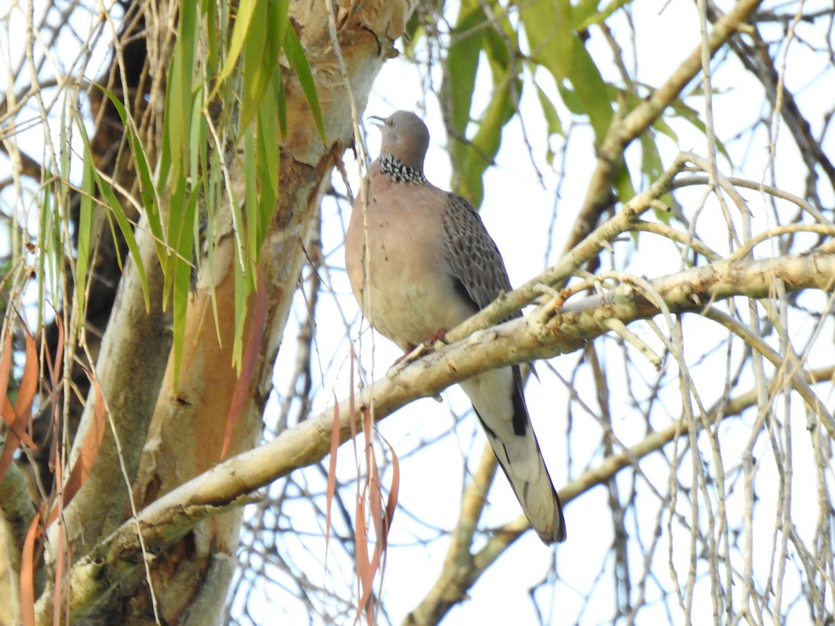 Spotted Dove - ML620079418