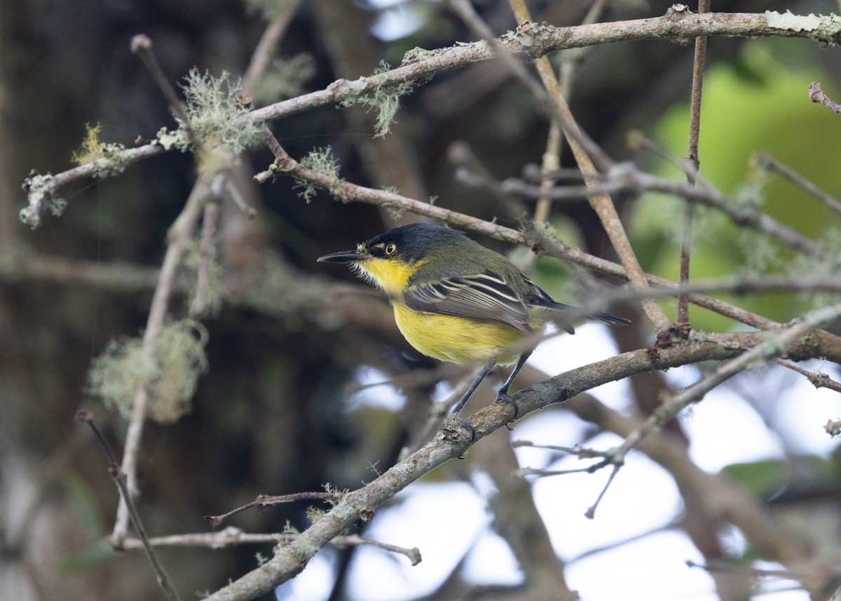 Gray-headed Tody-Flycatcher - ML620079421