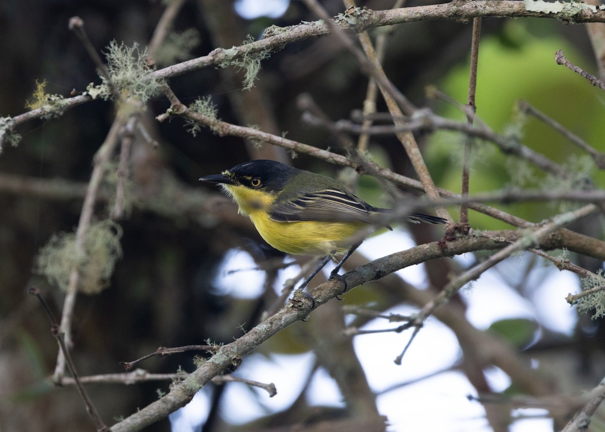 Gray-headed Tody-Flycatcher - ML620079422