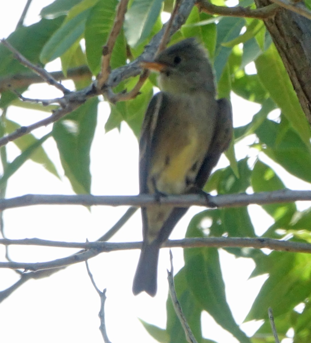 Western Wood-Pewee - ML620079429