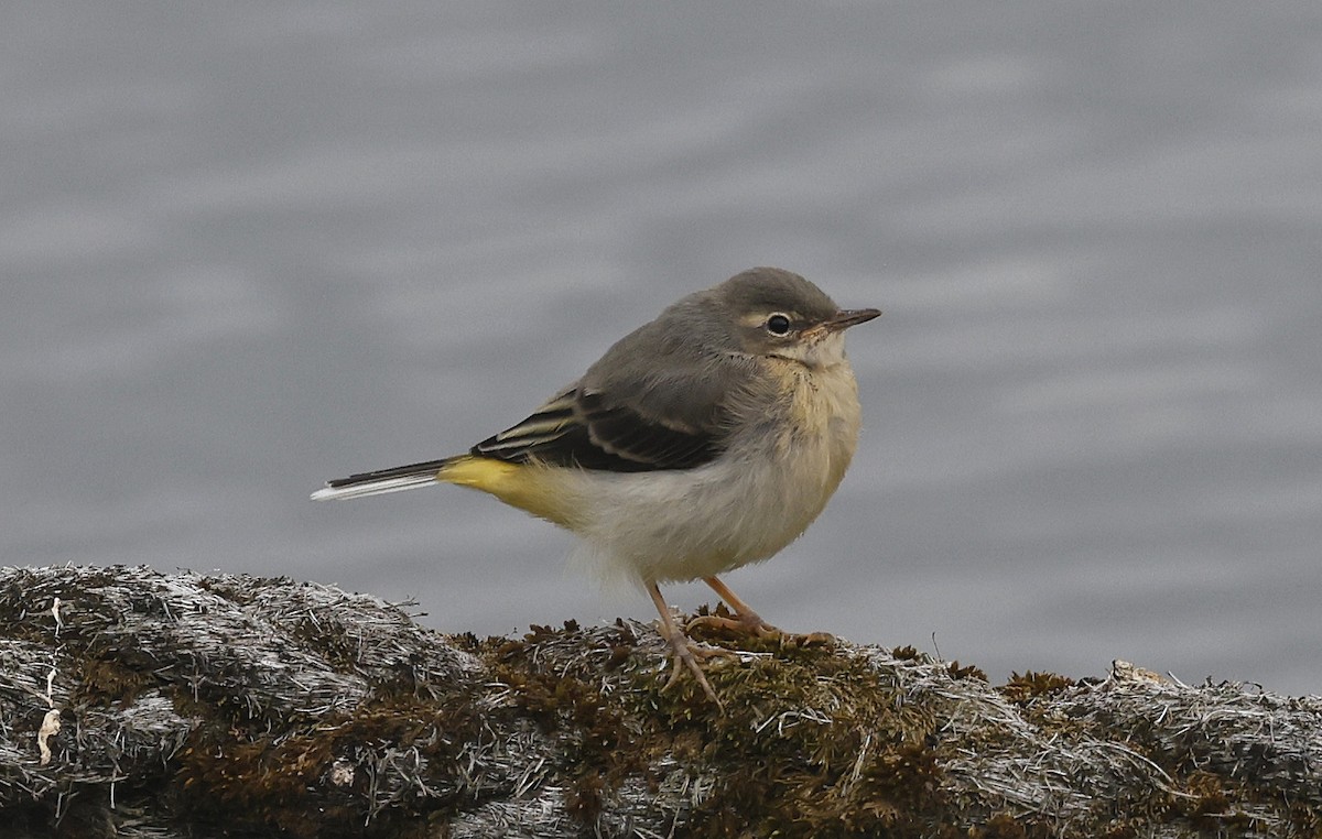 Gray Wagtail - ML620079430