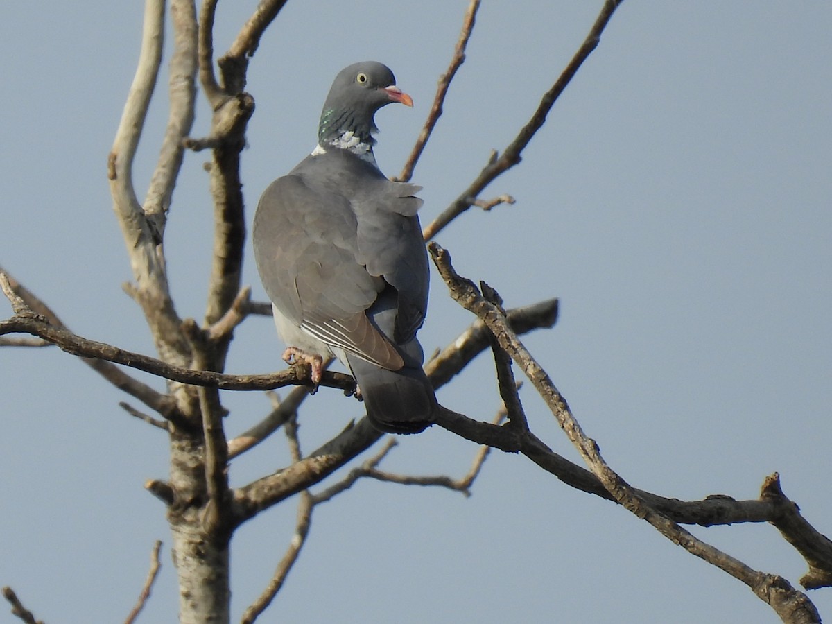Common Wood-Pigeon - ML620079482