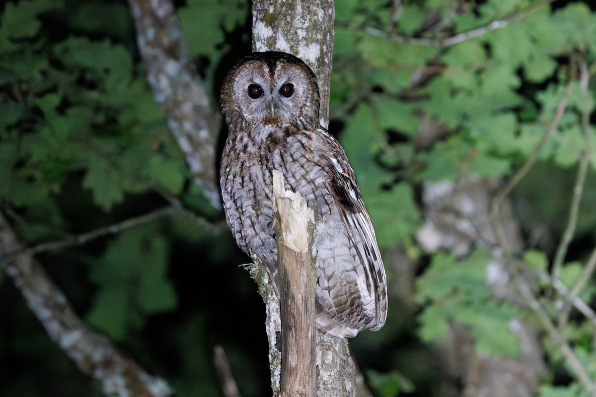 Tawny Owl - ML620079495