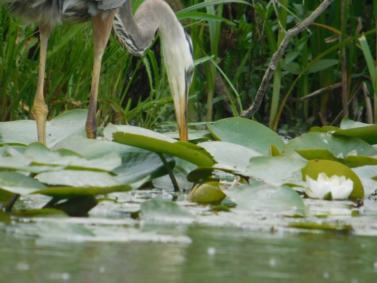 Great Blue Heron - ML620079498