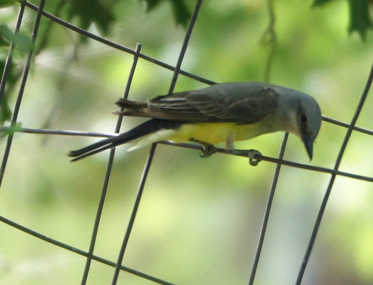 Western Kingbird - ML620079499