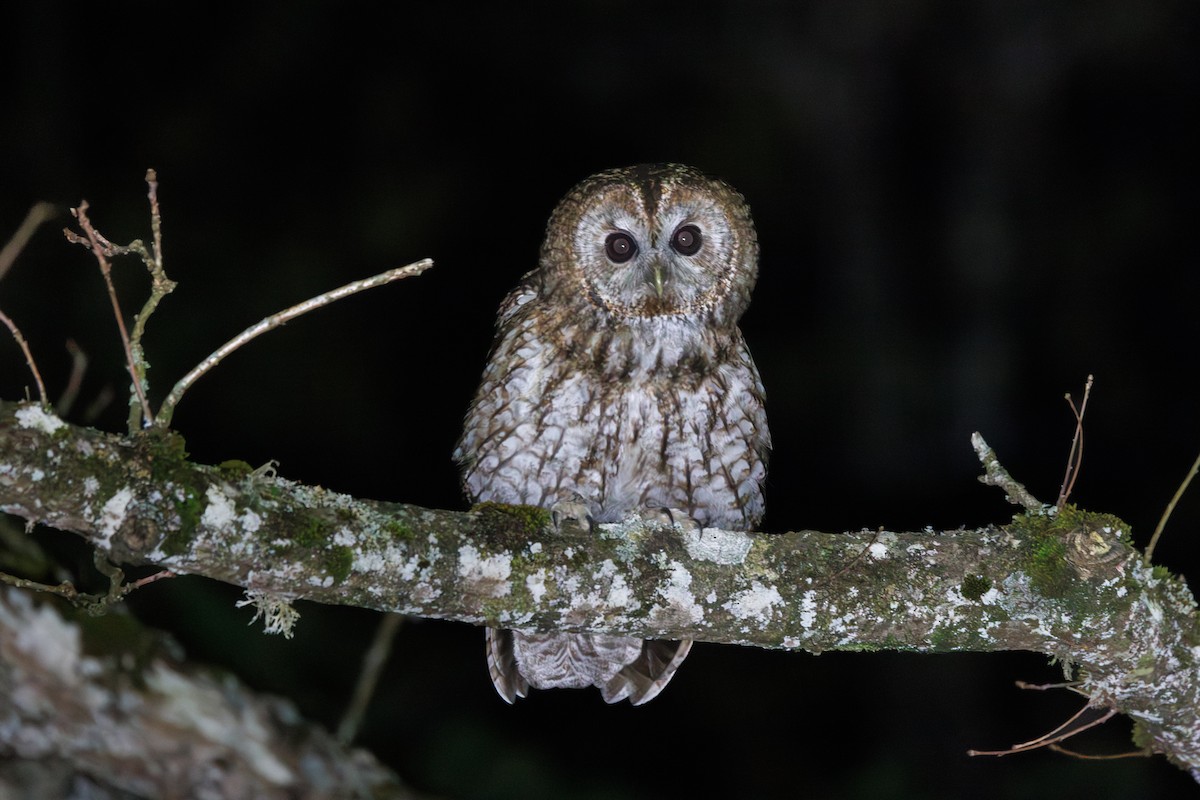 Tawny Owl - ML620079504