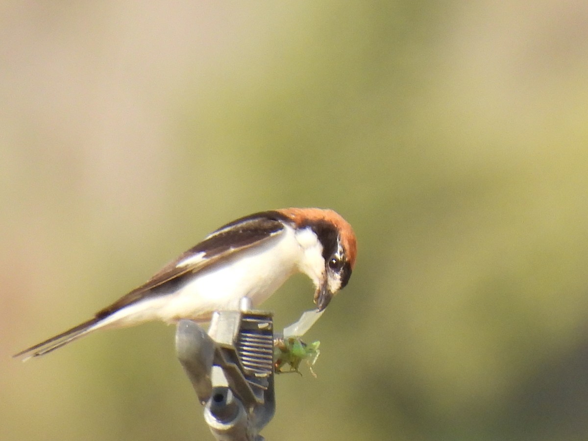 Woodchat Shrike - Miguel Ángel  Pardo Baeza