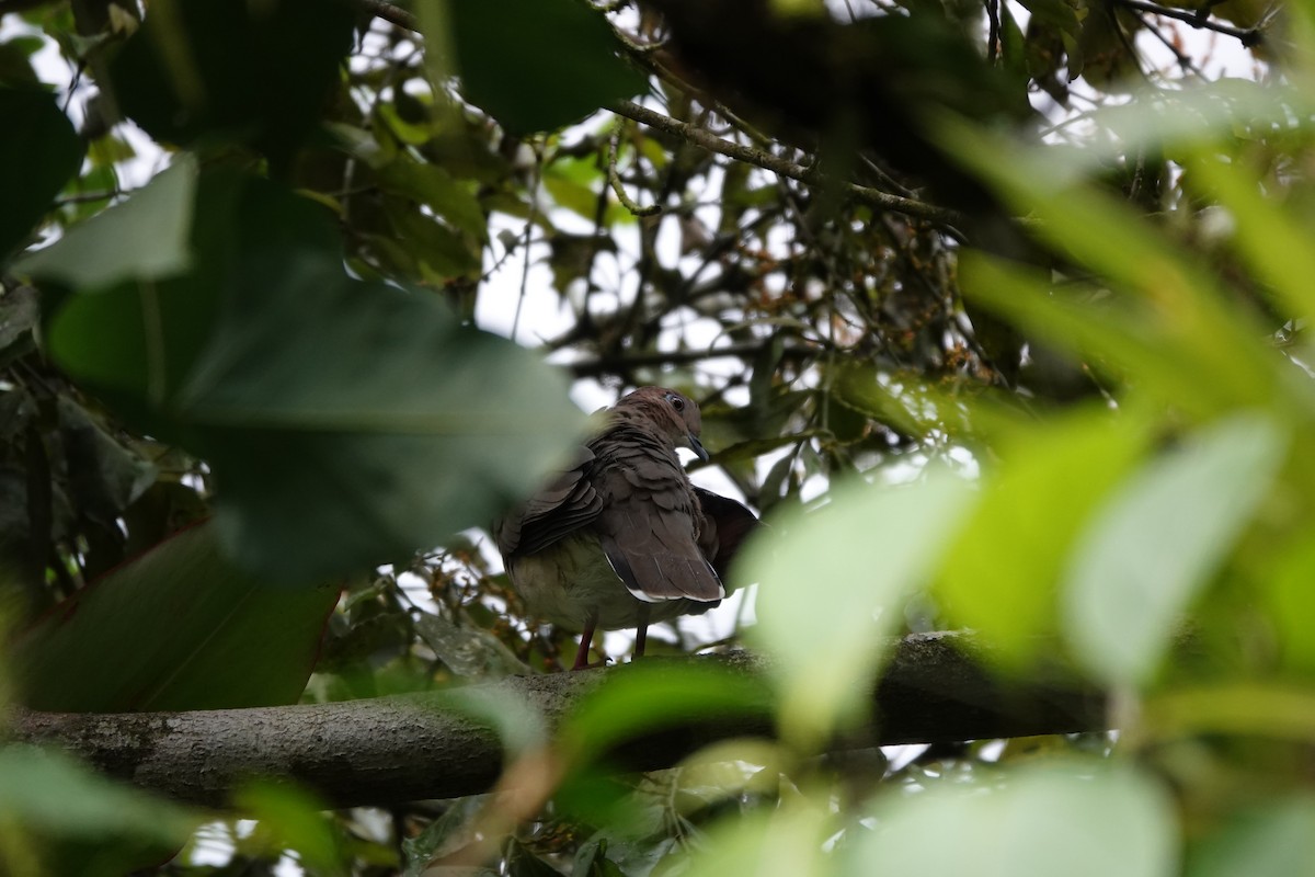 White-tipped Dove - ML620079519